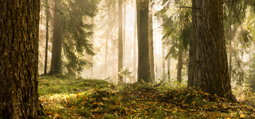 forest-and-sunshine